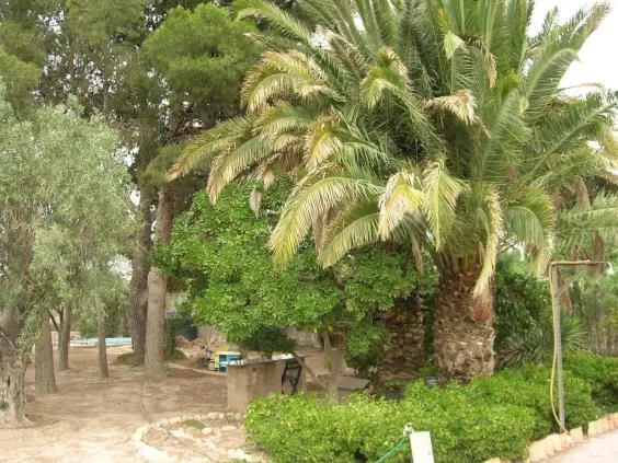 Finca rústica for rent in Avenida de ronda, Elda