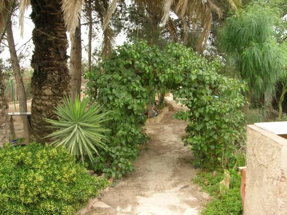 Finca rústica for rent in Avenida de ronda, Elda — Photo 5 of 8