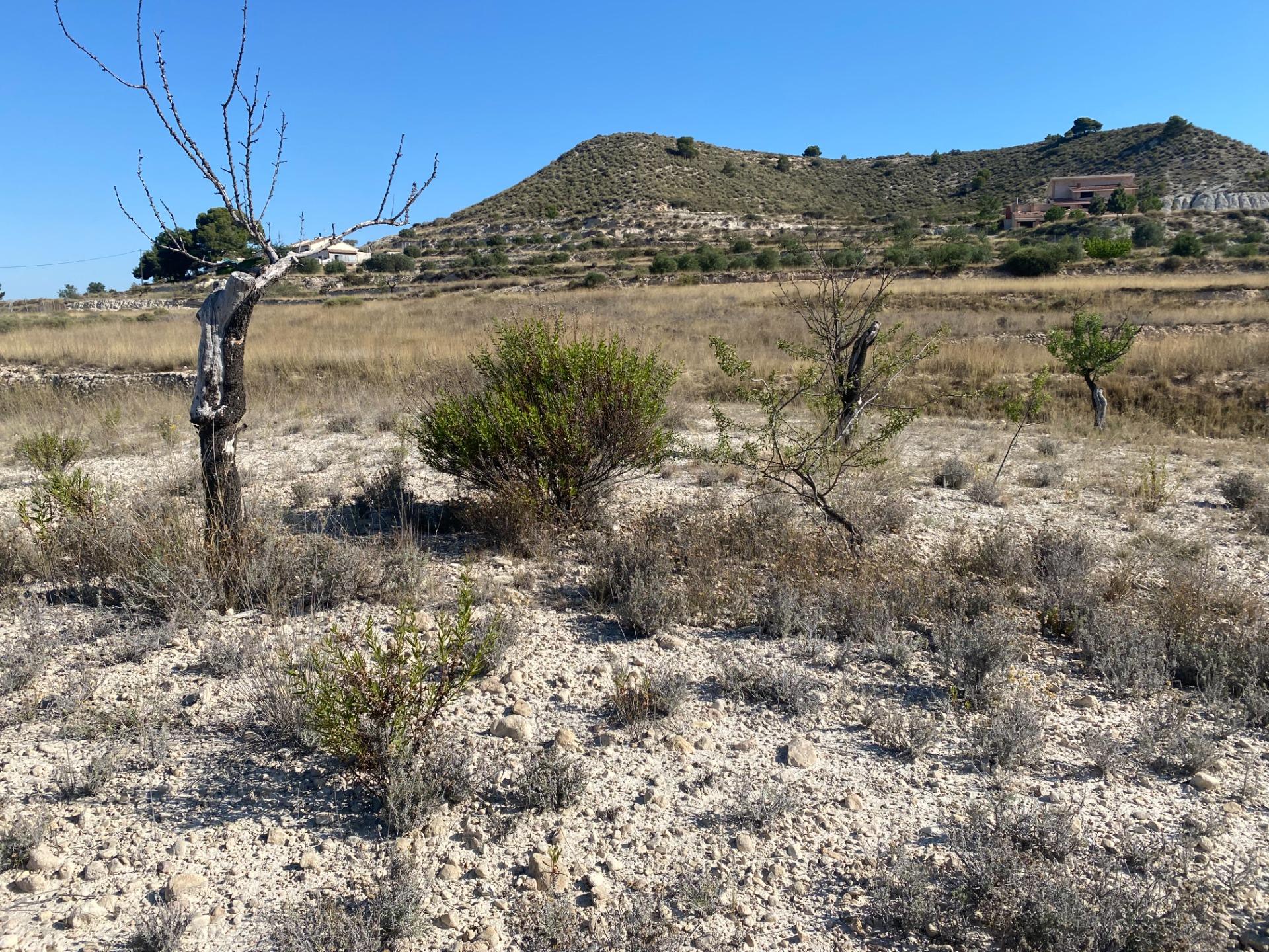 Land for sale in Les Pedreres, Petrer — Photo 4 of 4