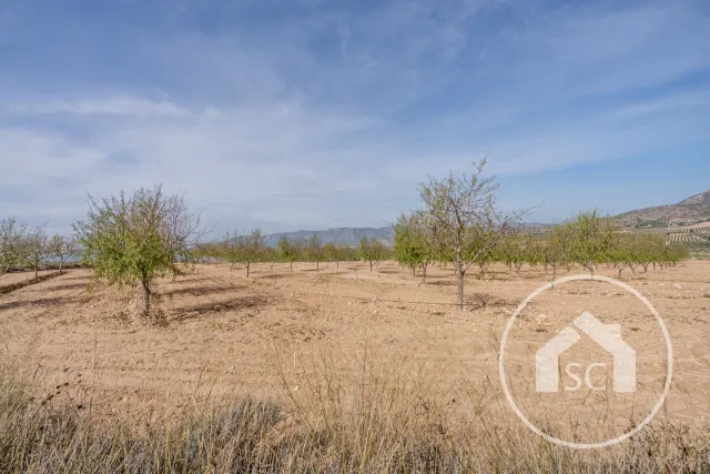 Terreno rústico de 34.000 m² con olivos y pinos en la zona de Camara, Elda