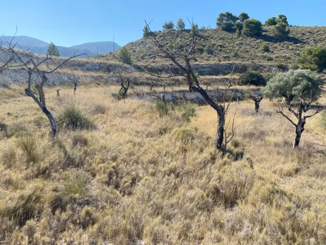 Terreno rústico de 20000m2 en polígono las Pedreres