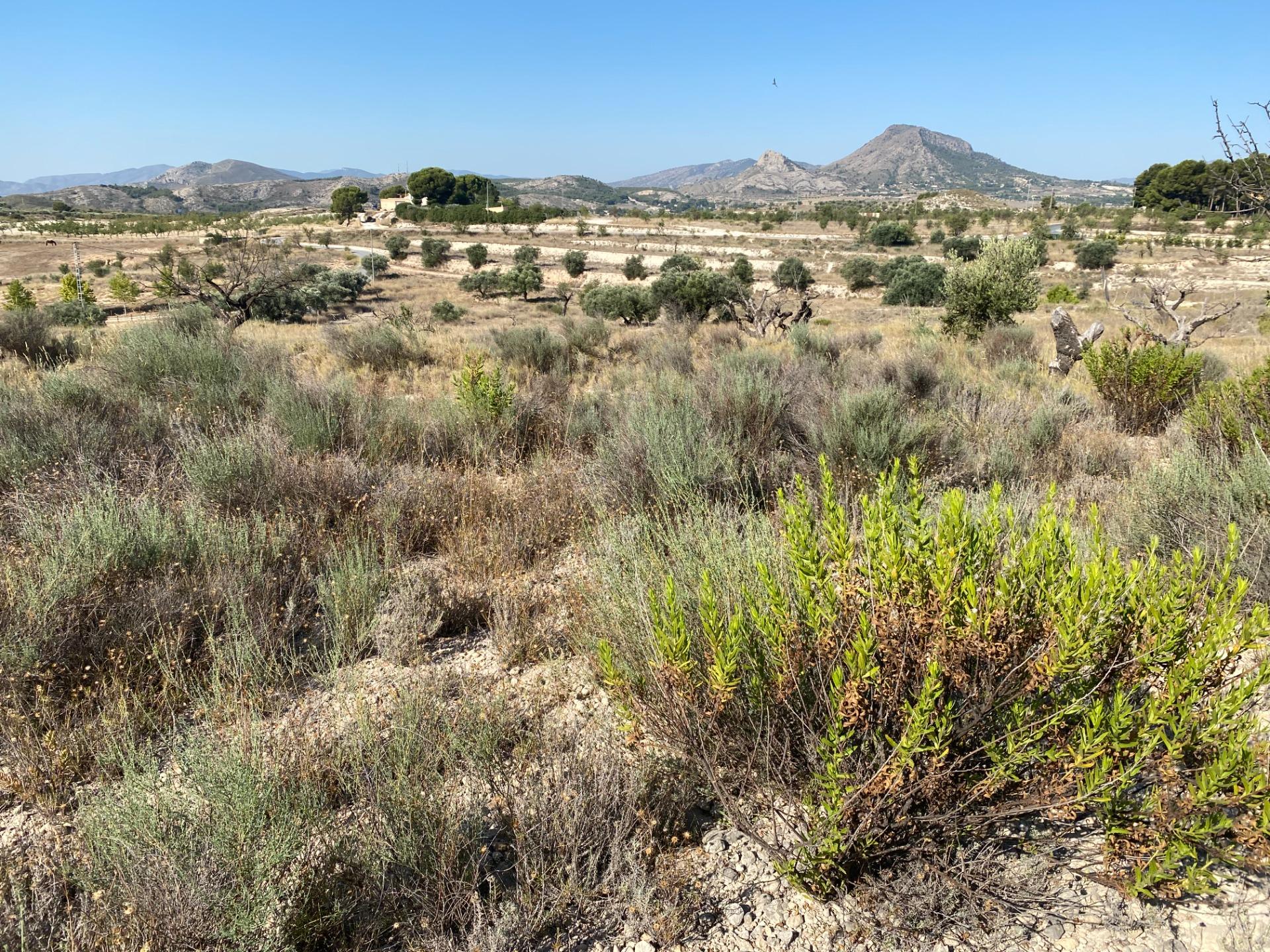 Solar en venta en Les Pedreres, Petrer — Foto 3 de 4